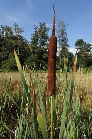 Typha latifolia \ Breitbl�ttriger Rohrkolben / Greater Bulrush, Cattail, Reedmace, D Hassloch 30.8.2022