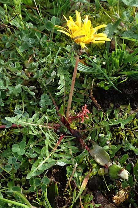 Taraxacum lacistophylloides \ Geschlitztblatt&auml;hnlicher L�wenzahn / False Cut-Leaved Dandelion, D Karlsruhe 5.4.2024
