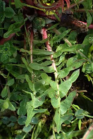 Taraxacum lacistophylloides \ Geschlitztblatt&auml;hnlicher L�wenzahn / False Cut-Leaved Dandelion, D Karlsruhe 5.4.2024