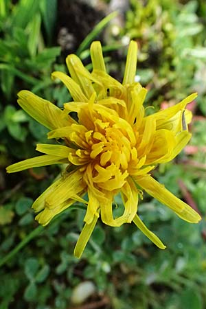 Taraxacum lacistophylloides \ Geschlitztblatt&auml;hnlicher L�wenzahn / False Cut-Leaved Dandelion, D Karlsruhe 5.4.2024