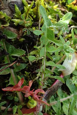 Taraxacum lacistophylloides \ Geschlitztblatt&auml;hnlicher L�wenzahn / False Cut-Leaved Dandelion, D Karlsruhe 5.4.2024