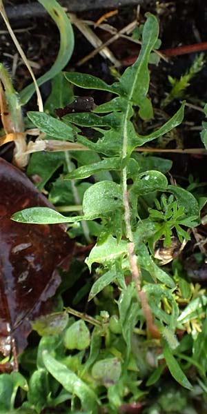 Taraxacum lacistophylloides \ Geschlitztblatt&auml;hnlicher L�wenzahn / False Cut-Leaved Dandelion, D Karlsruhe 5.4.2024