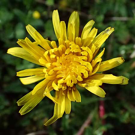 Taraxacum lacistophylloides \ Geschlitztblatt&auml;hnlicher L�wenzahn / False Cut-Leaved Dandelion, D Karlsruhe 5.4.2024