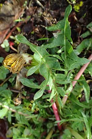 Taraxacum lacistophylloides \ Geschlitztblatt&auml;hnlicher L�wenzahn / False Cut-Leaved Dandelion, D Karlsruhe 5.4.2024