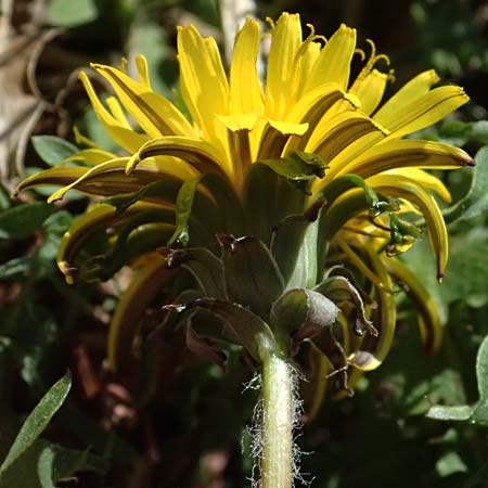 Taraxacum lacistophylloides \ Geschlitztblatt&auml;hnlicher L�wenzahn / False Cut-Leaved Dandelion, D Huttenheim 7.4.2025