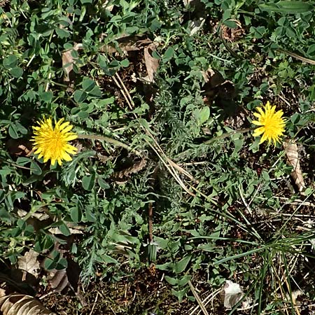 Taraxacum lacistophylloides \ Geschlitztblatt&auml;hnlicher L�wenzahn / False Cut-Leaved Dandelion, D Huttenheim 7.4.2025