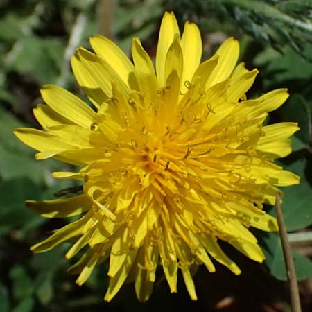 Taraxacum lacistophylloides \ Geschlitztblatt&auml;hnlicher L�wenzahn / False Cut-Leaved Dandelion, D Huttenheim 7.4.2025