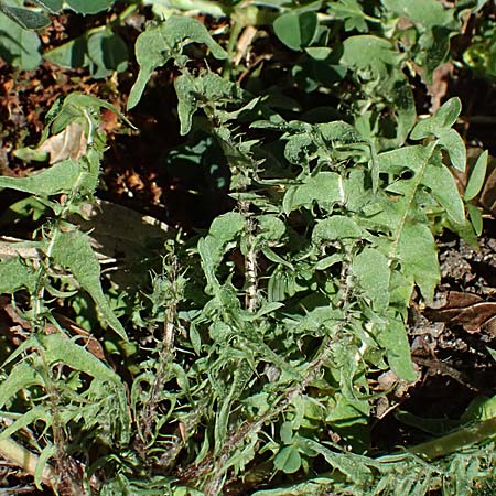 Taraxacum lacistophylloides \ Geschlitztblatt&auml;hnlicher L�wenzahn / False Cut-Leaved Dandelion, D Huttenheim 7.4.2025