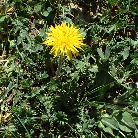 Taraxacum lacistophylloides \ Geschlitztblatt&auml;hnlicher L�wenzahn / False Cut-Leaved Dandelion, D Huttenheim 7.4.2025