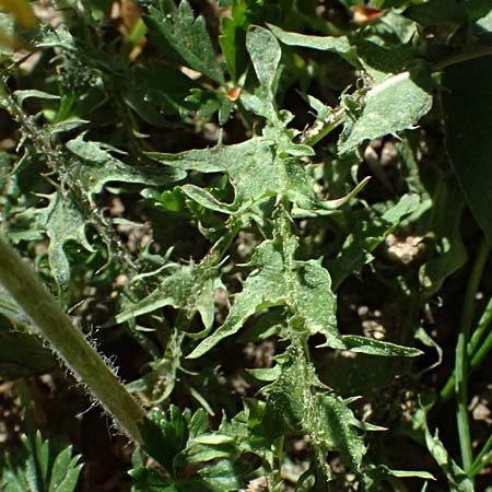 Taraxacum lacistophylloides \ Geschlitztblatt&auml;hnlicher L�wenzahn / False Cut-Leaved Dandelion, D Huttenheim 7.4.2025