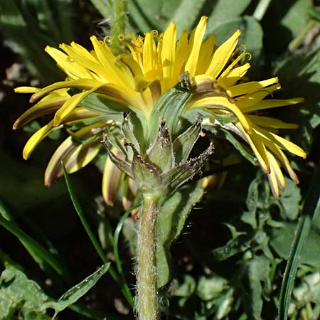 Taraxacum lacistophylloides \ Geschlitztblatt&auml;hnlicher L�wenzahn / False Cut-Leaved Dandelion, D Huttenheim 7.4.2025