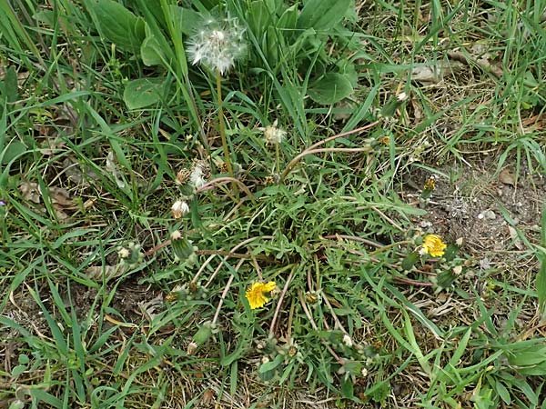 Taraxacum lacistophylloides \ Geschlitztblatt&auml;hnlicher L�wenzahn / False Cut-Leaved Dandelion, D Huttenheim 23.4.2025
