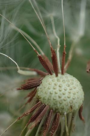 Taraxacum lacistophylloides \ Geschlitztblatt&auml;hnlicher L�wenzahn / False Cut-Leaved Dandelion, D Huttenheim 23.4.2025