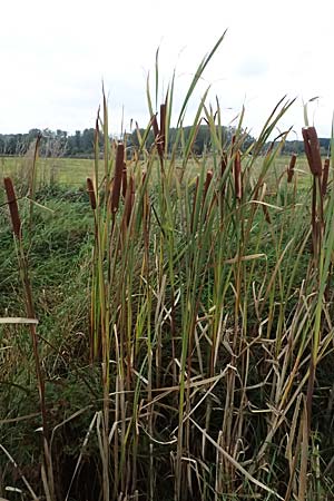 Typha latifolia \ Breitbl�ttriger Rohrkolben / Greater Bulrush, Cattail, Reedmace, D B&uuml;rstadt 27.9.2025