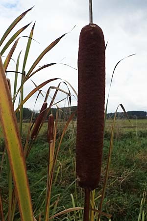 Typha latifolia \ Breitbl�ttriger Rohrkolben / Greater Bulrush, Cattail, Reedmace, D B&uuml;rstadt 27.9.2025