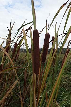 Typha latifolia \ Breitbl�ttriger Rohrkolben / Greater Bulrush, Cattail, Reedmace, D B&uuml;rstadt 27.9.2025