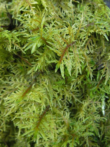 Hylocomium splendens / Glittering Wood Moss, D Marbach-Stausee 3.12.2006