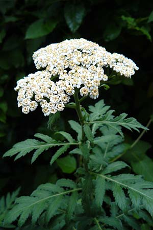 Tanacetum macrophyllum \ Gro&szlig;bl&auml;ttrige Wucherblume / Rayed Tansy, D Weinheim an der Bergstra&szlig;e 1.6.2015