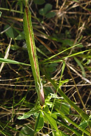Lotus maritimus \ Gelbe Spargelerbse / Dragon's-Teeth, D Altlussheim 26.5.2015