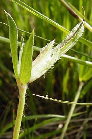 Lotus maritimus \ Gelbe Spargelerbse / Dragon's-Teeth, D Altlussheim 26.5.2015