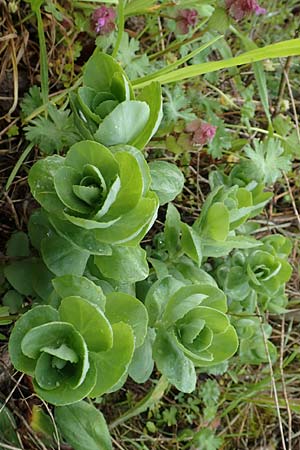 Hylotelephium jullianum ? \ Quirlbl�ttrige Waldfetthenne / Whorled Witch's Moneybags, D Gro&szlig;wallstadt am Main 28.4.2016