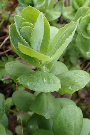 Hylotelephium jullianum ? \ Quirlbl�ttrige Waldfetthenne / Whorled Witch's Moneybags, D Gro&szlig;wallstadt am Main 28.4.2016