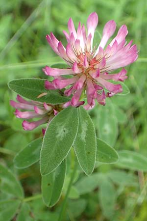 Trifolium medium \ Mittlerer Klee / Zig-zag Clover, D Gro&szlig;heubach am Main 20.6.2016
