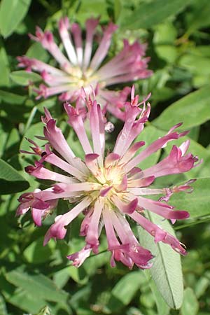 Trifolium medium \ Mittlerer Klee / Zig-zag Clover, D Gro&szlig;heubach am Main 20.6.2016