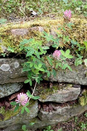 Trifolium medium \ Mittlerer Klee / Zig-zag Clover, D Ettlingen 26.6.2016