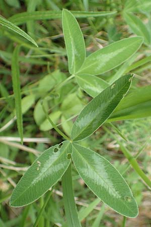 Trifolium medium \ Mittlerer Klee / Zig-zag Clover, D Oberlaudenbach 28.4.2018