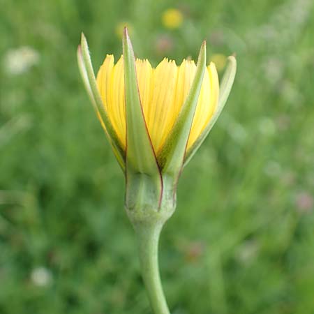 Tragopogon minor \ Kleiner Wiesen-Bocksbart, Kleink�pfiger Bocksbart / Minor Goat's-Beard, D Odenwald, Michelstadt 17.5.2018