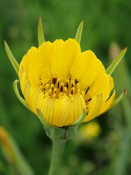 Tragopogon minor \ Kleiner Wiesen-Bocksbart, Kleink�pfiger Bocksbart / Minor Goat's-Beard, D Odenwald, Michelstadt 17.5.2018