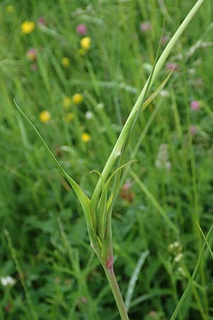 Tragopogon minor \ Kleiner Wiesen-Bocksbart, Kleink�pfiger Bocksbart / Minor Goat's-Beard, D Odenwald, Michelstadt 17.5.2018