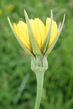 Tragopogon minor \ Kleiner Wiesen-Bocksbart, Kleink�pfiger Bocksbart / Minor Goat's-Beard, D Odenwald, Michelstadt 17.5.2018