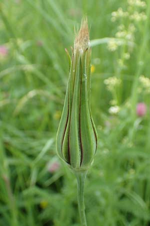 Tragopogon minor \ Kleiner Wiesen-Bocksbart, Kleink�pfiger Bocksbart / Minor Goat's-Beard, D Odenwald, Michelstadt 17.5.2018