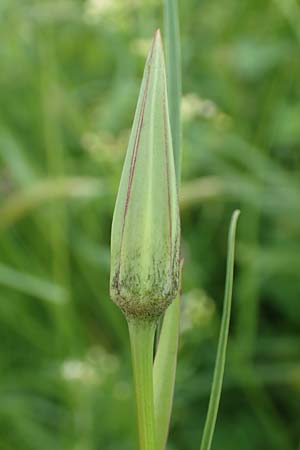 Tragopogon minor \ Kleiner Wiesen-Bocksbart, Kleink�pfiger Bocksbart / Minor Goat's-Beard, D Odenwald, Michelstadt 17.5.2018