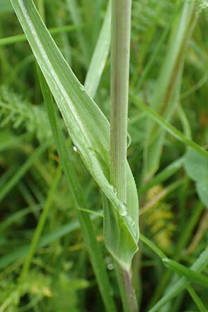 Tragopogon minor \ Kleiner Wiesen-Bocksbart, Kleink�pfiger Bocksbart / Minor Goat's-Beard, D Odenwald, Michelstadt 17.5.2018