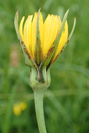 Tragopogon minor \ Kleiner Wiesen-Bocksbart, Kleink�pfiger Bocksbart / Minor Goat's-Beard, D Odenwald, Michelstadt 17.5.2018
