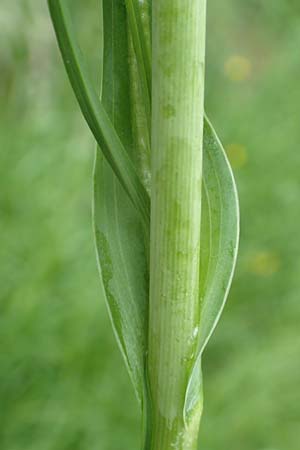Tragopogon minor \ Kleiner Wiesen-Bocksbart, Kleink�pfiger Bocksbart / Minor Goat's-Beard, D Odenwald, Michelstadt 17.5.2018