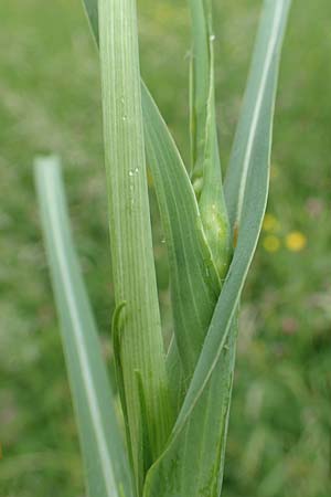 Tragopogon minor \ Kleiner Wiesen-Bocksbart, Kleink�pfiger Bocksbart / Minor Goat's-Beard, D Odenwald, Michelstadt 17.5.2018