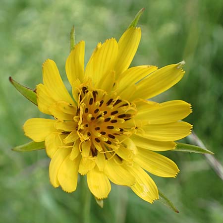 Tragopogon minor \ Kleiner Wiesen-Bocksbart, Kleink�pfiger Bocksbart / Minor Goat's-Beard, D Odenwald, Michelstadt 17.5.2018
