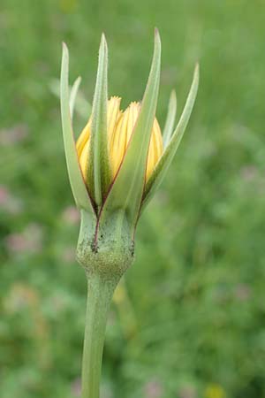Tragopogon minor \ Kleiner Wiesen-Bocksbart, Kleink�pfiger Bocksbart / Minor Goat's-Beard, D Odenwald, Michelstadt 17.5.2018