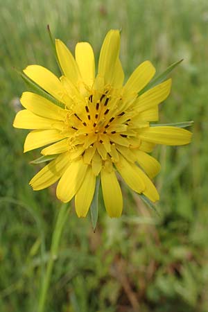Tragopogon minor \ Kleiner Wiesen-Bocksbart, Kleink�pfiger Bocksbart / Minor Goat's-Beard, D Odenwald, Michelstadt 17.5.2018