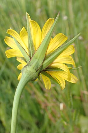 Tragopogon minor \ Kleiner Wiesen-Bocksbart, Kleink�pfiger Bocksbart / Minor Goat's-Beard, D Odenwald, Michelstadt 17.5.2018