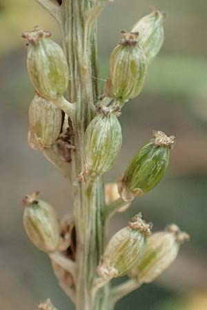 Triglochin maritimum \ Strand-Dreizack / Arrowgrass, D Sachsen-Anhalt, S&uuml;lzetal-S&uuml;lldorf 27.9.2020