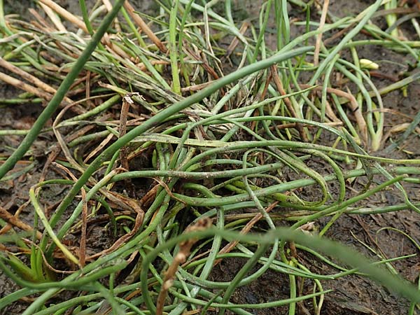 Triglochin maritimum \ Strand-Dreizack / Arrowgrass, D Sachsen-Anhalt, S&uuml;lzetal-S&uuml;lldorf 27.9.2020