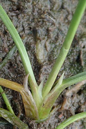 Triglochin maritimum \ Strand-Dreizack / Arrowgrass, D Sachsen-Anhalt, S&uuml;lzetal-S&uuml;lldorf 27.9.2020