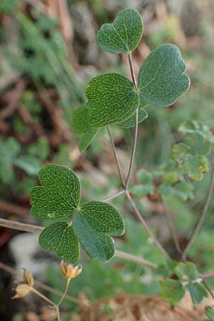Thalictrum minus \ Kleine Wiesenraute / Lesser Meadow-Rue, D Gr&uuml;nstadt-Asselheim 26.8.2021