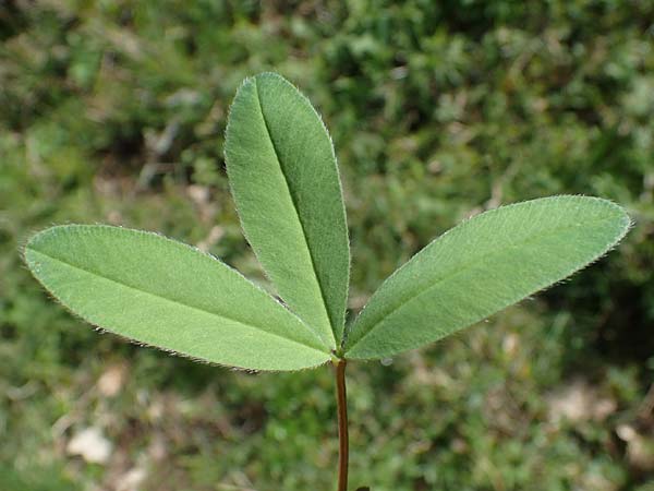 Trifolium medium \ Mittlerer Klee / Zig-zag Clover, D Mudau 23.4.2023