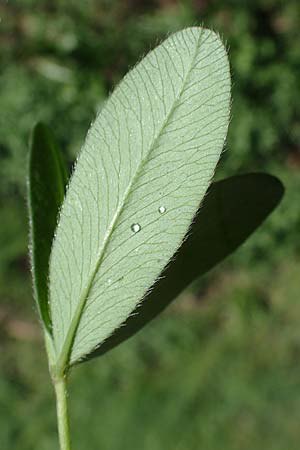 Trifolium medium \ Mittlerer Klee / Zig-zag Clover, D Mudau 23.4.2023